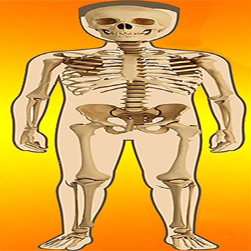 Body Parts - Internal