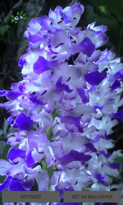 Blue White Flowers LWP