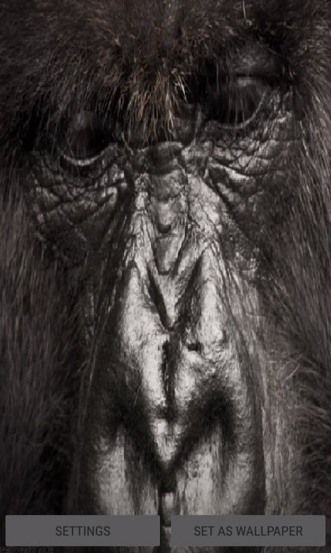 Gorilla Eyes Live Wallpaper