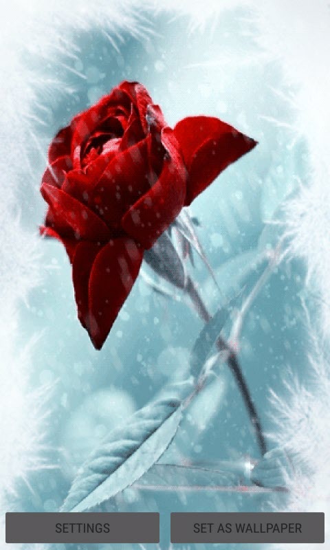 Winter Red Rose LWP