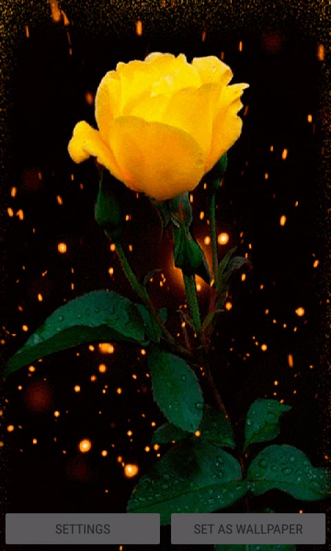 Yellow Shine Rose LWP
