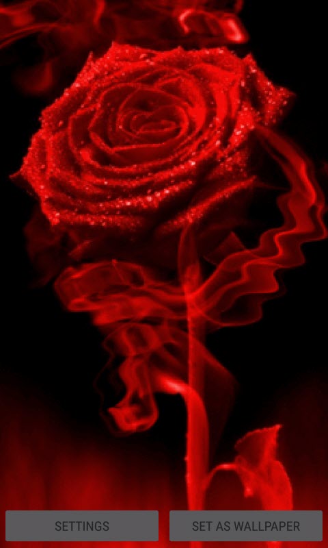 Fiery Red Rose LWP