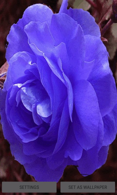 Blue Rose Swing LWP