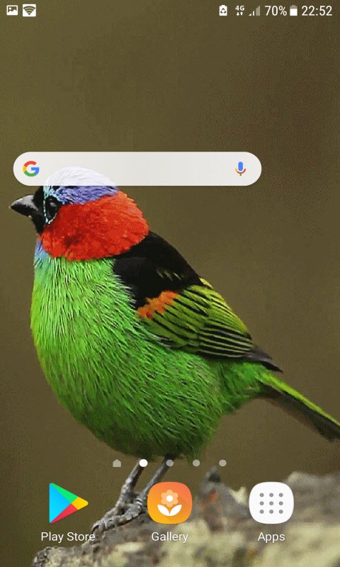 Colorful Bird Live Wallpaper