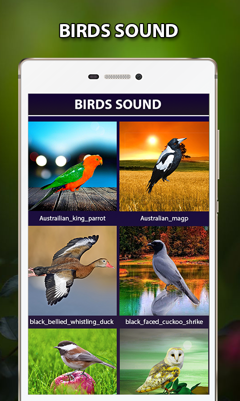 Loud Bird Sounds – Relaxing Bird Chirping