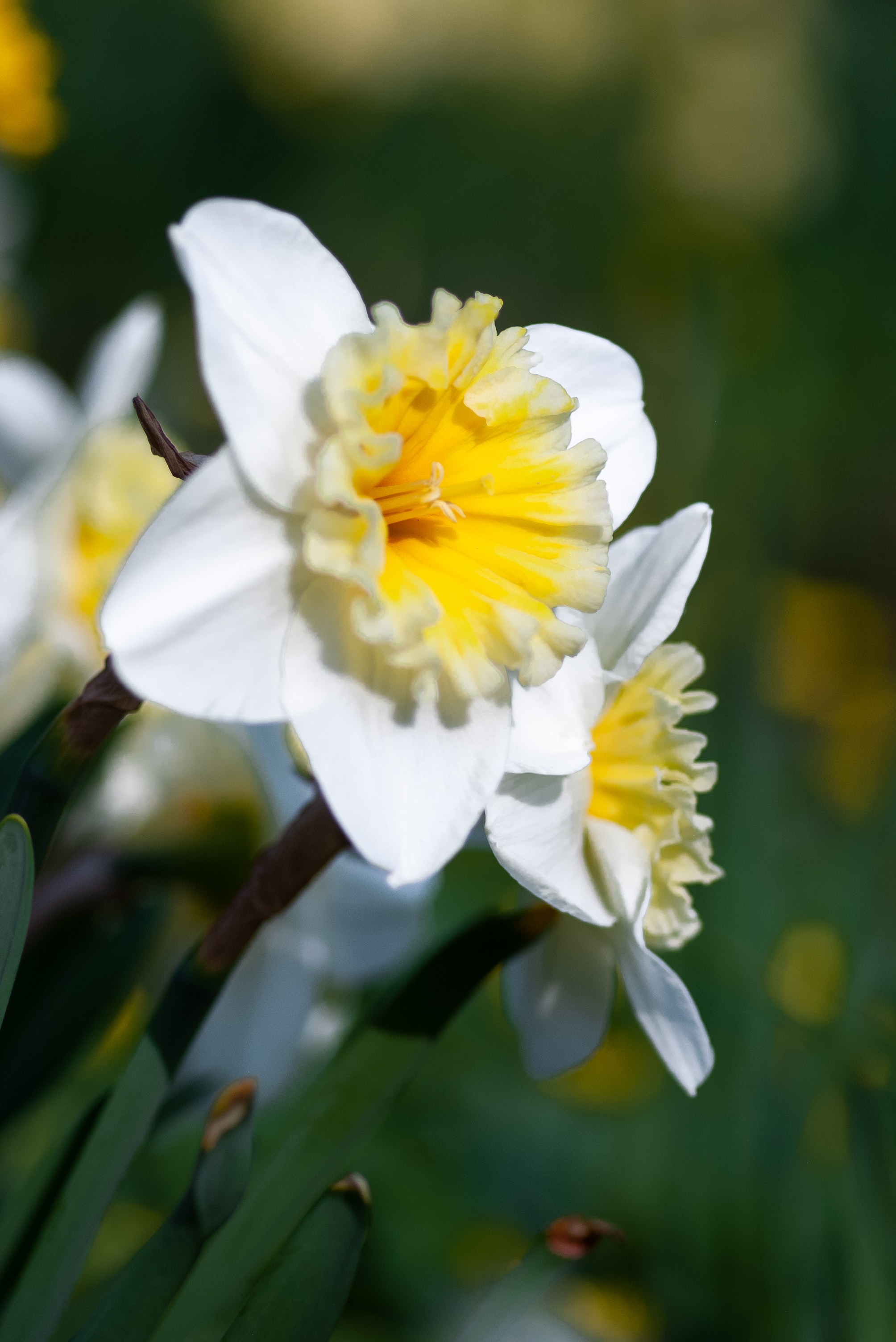 Details more than 65 daffodil wallpaper best - in.cdgdbentre