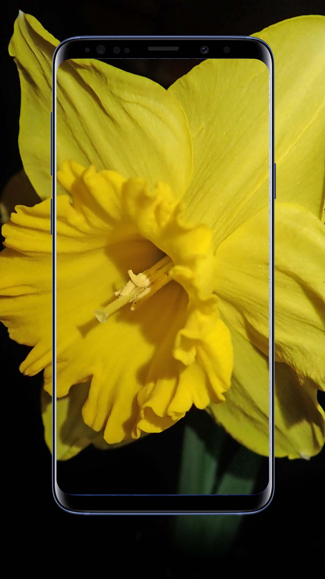 Daffodil Flower Wallpapers