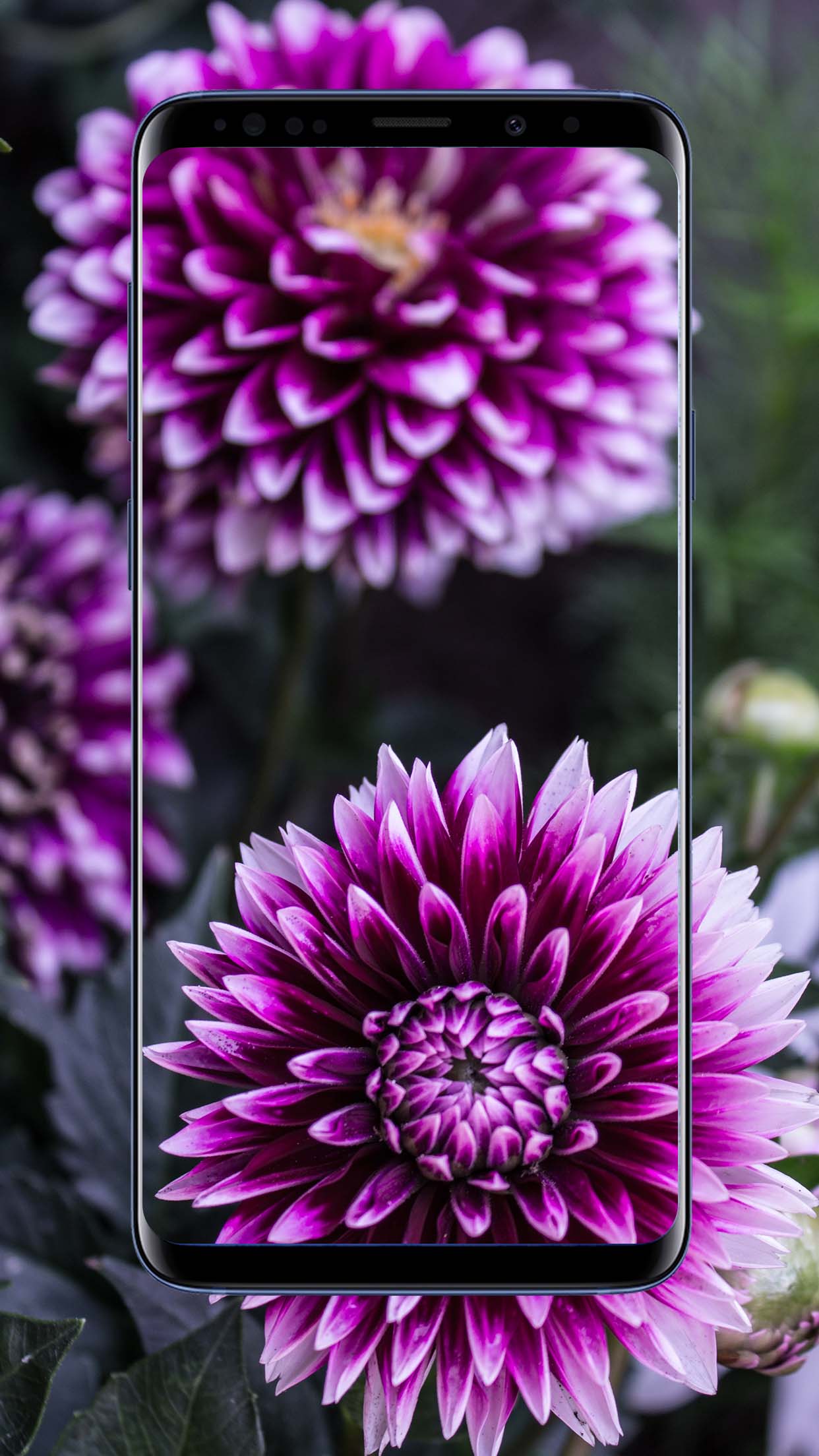 campanula flowers - HD Desktop Wallpapers | 4k HD