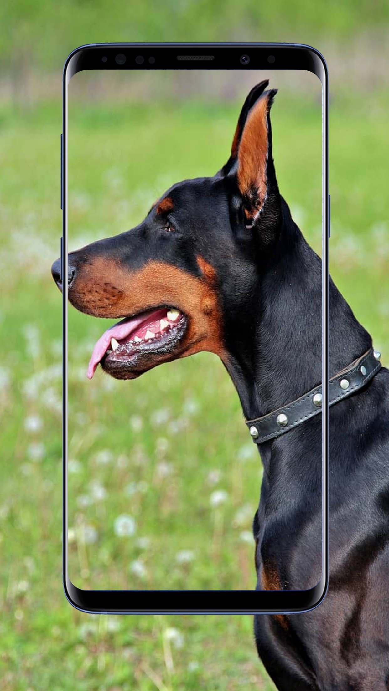 Doberman Dogs Wallpapers and Backgrounds