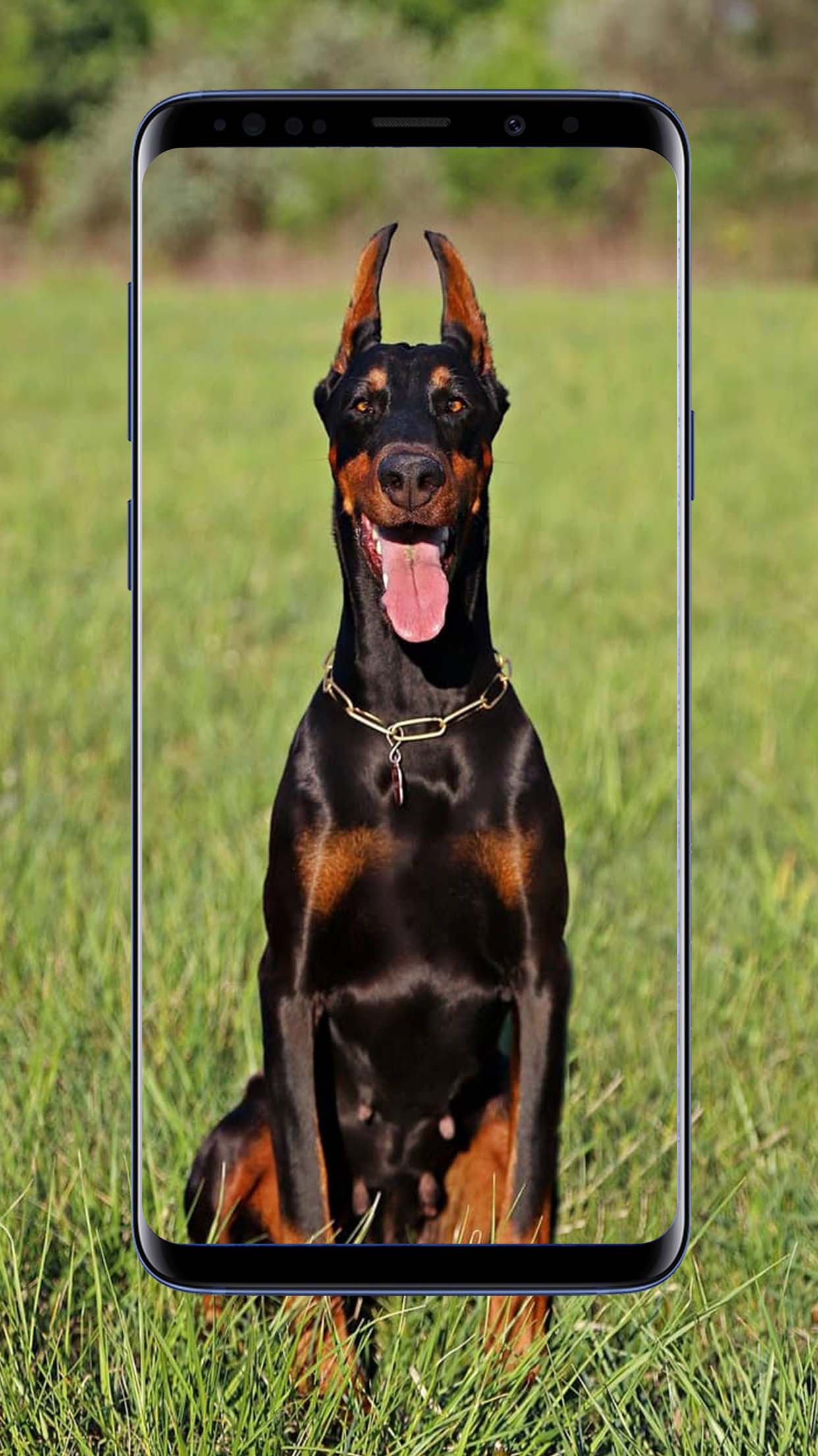 Doberman Dogs Wallpapers and Backgrounds