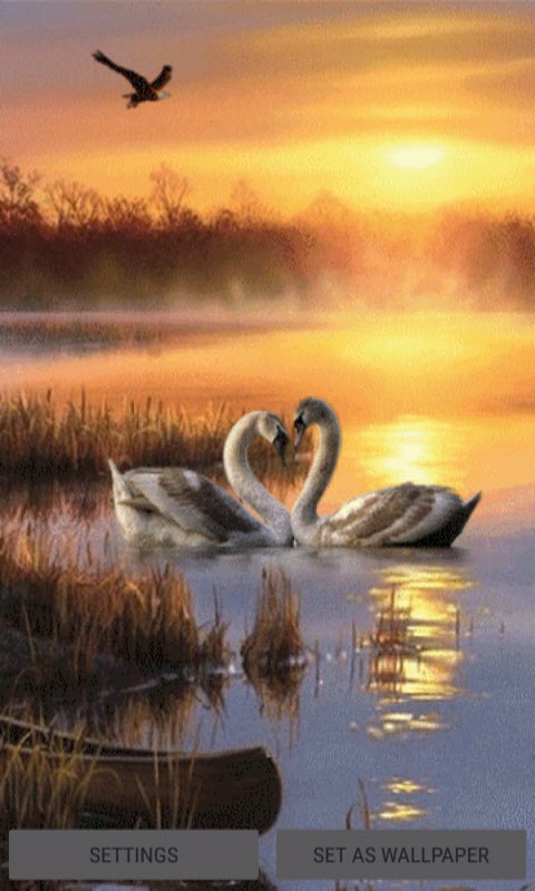 Evening Swan Love LWP