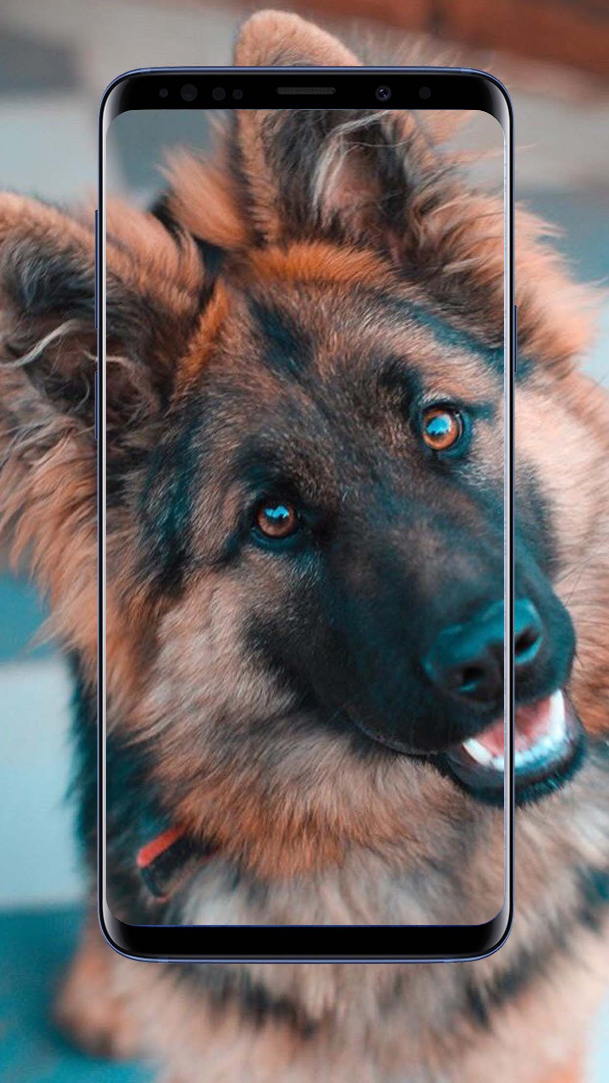 German Shepherd Dogs Wallpapers and Backgrounds