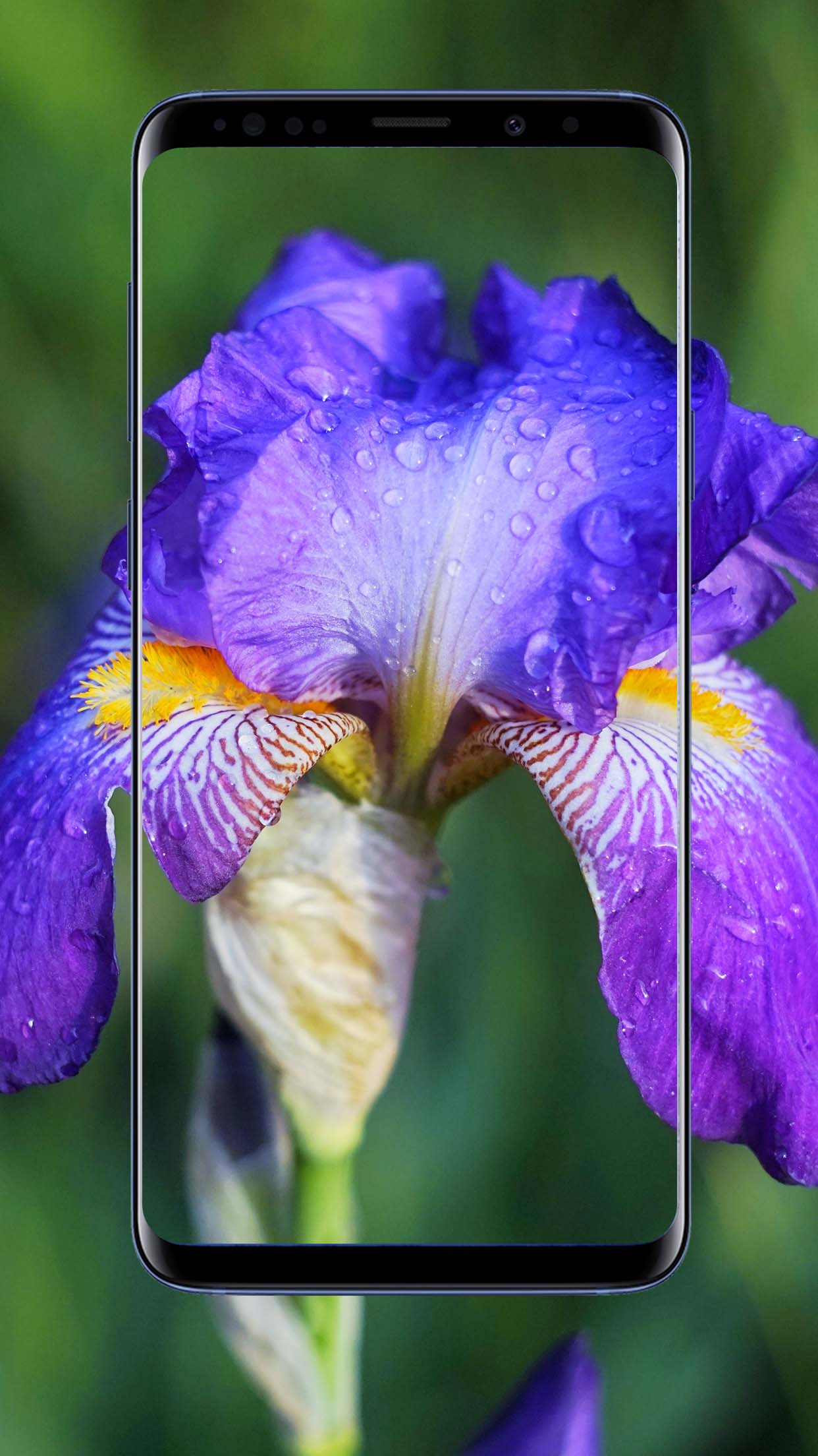 Iris Flower Wallpapers