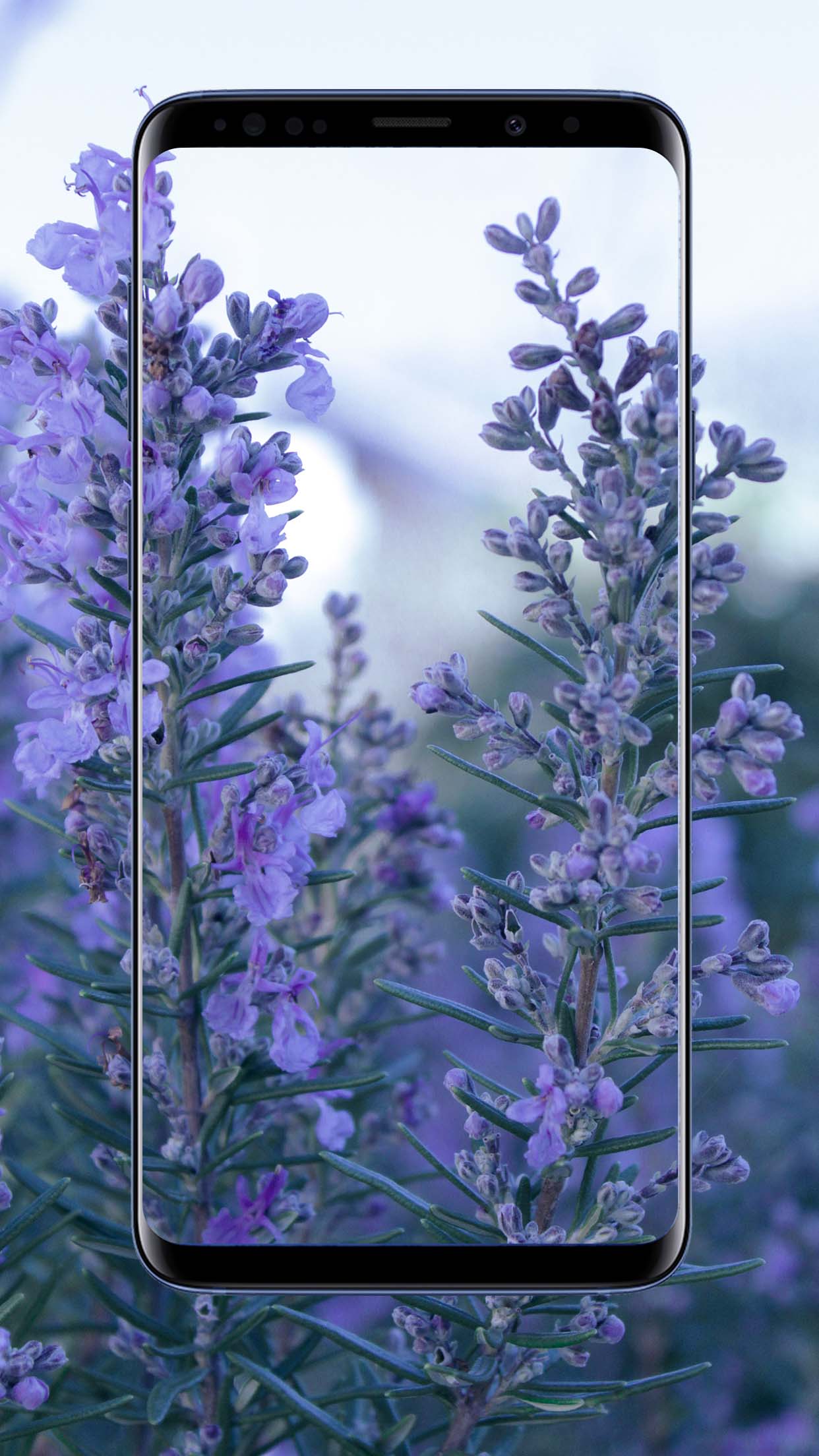 Lavender Flower Wallpapers