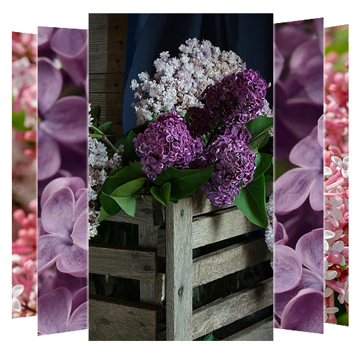 Lilac Flower Wallpapers