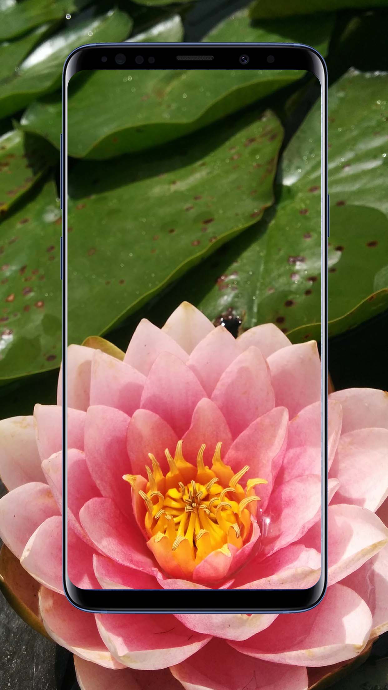 Lotus Flower Wallpapers