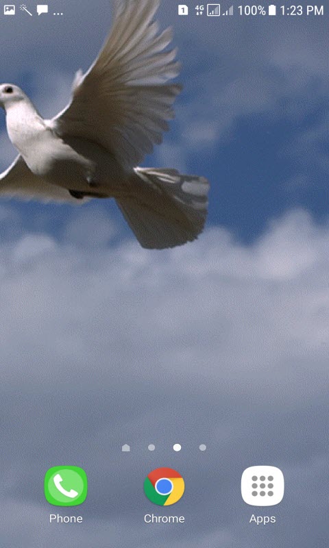 Pigeon Flying Live Wallpaper