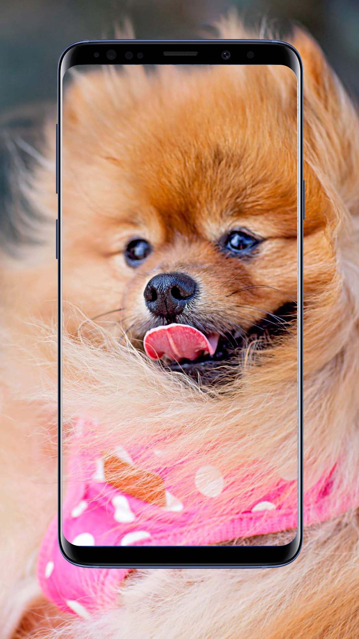 Pomeranian Dogs Wallpaper