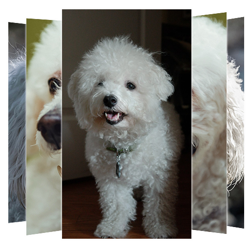 Poodle Dog Wallpapers