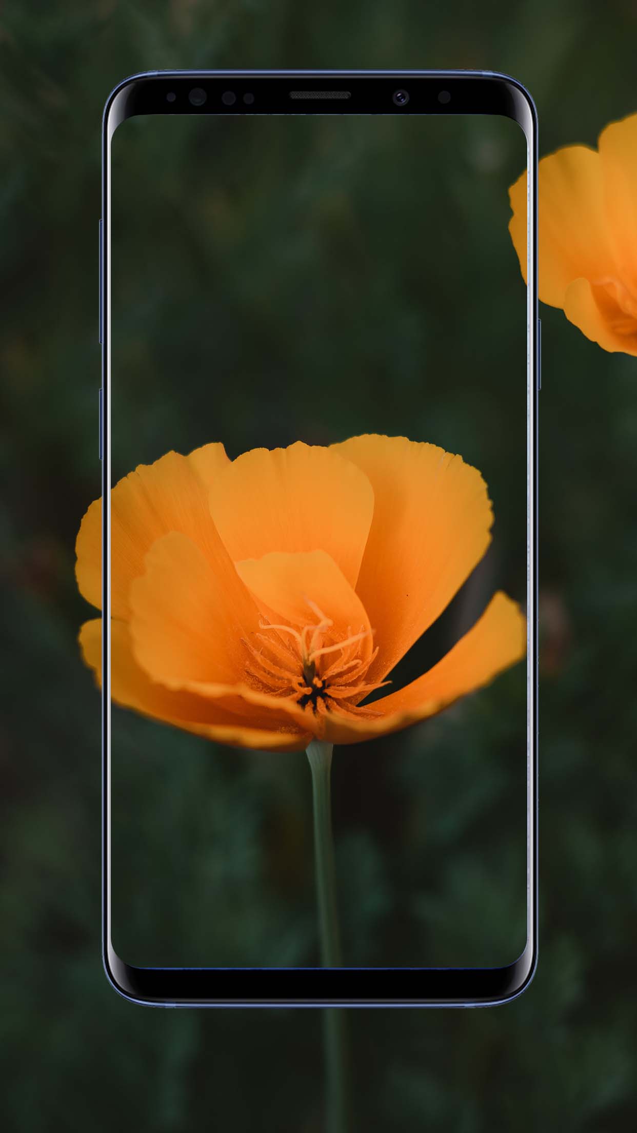 Poppies Flower Wallpapers