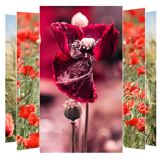 Poppies Flower Wallpapers