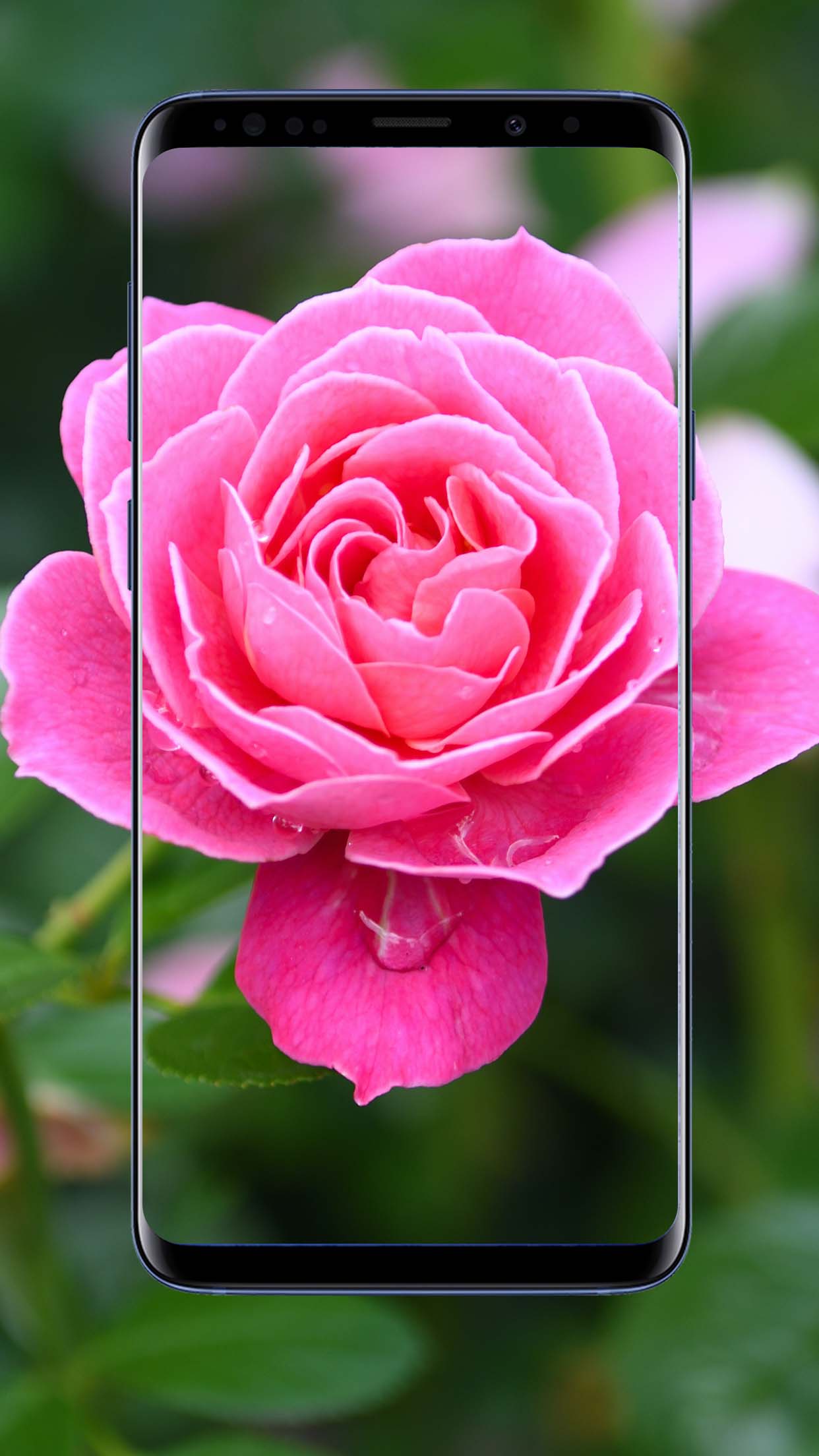 Rose Flower Wallpapers ,Floral,Background