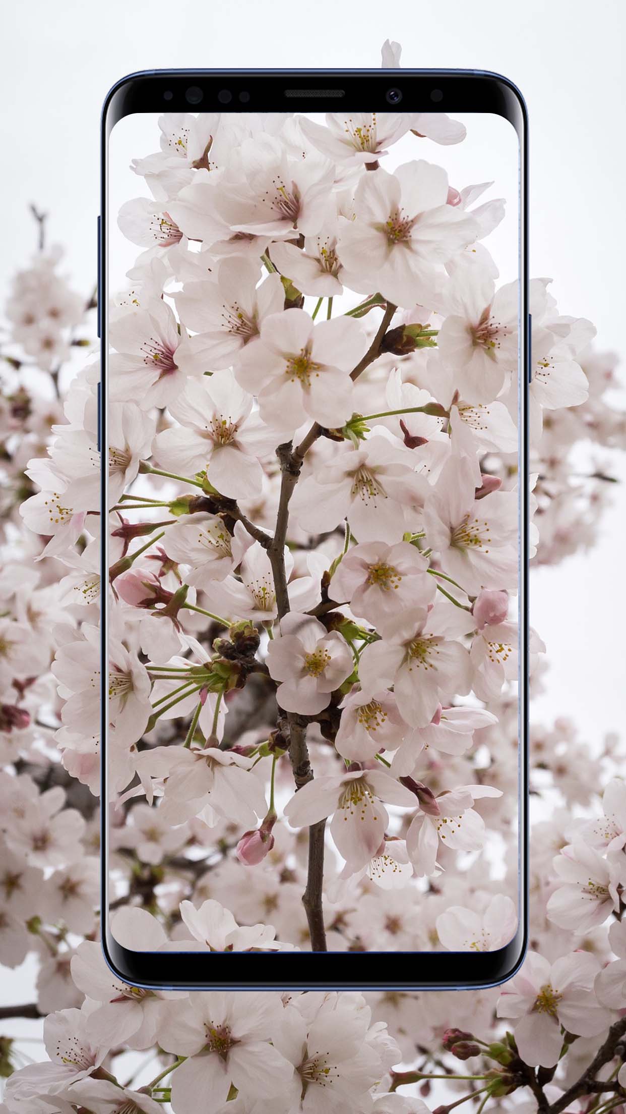 Sakura Flower Wallpapers