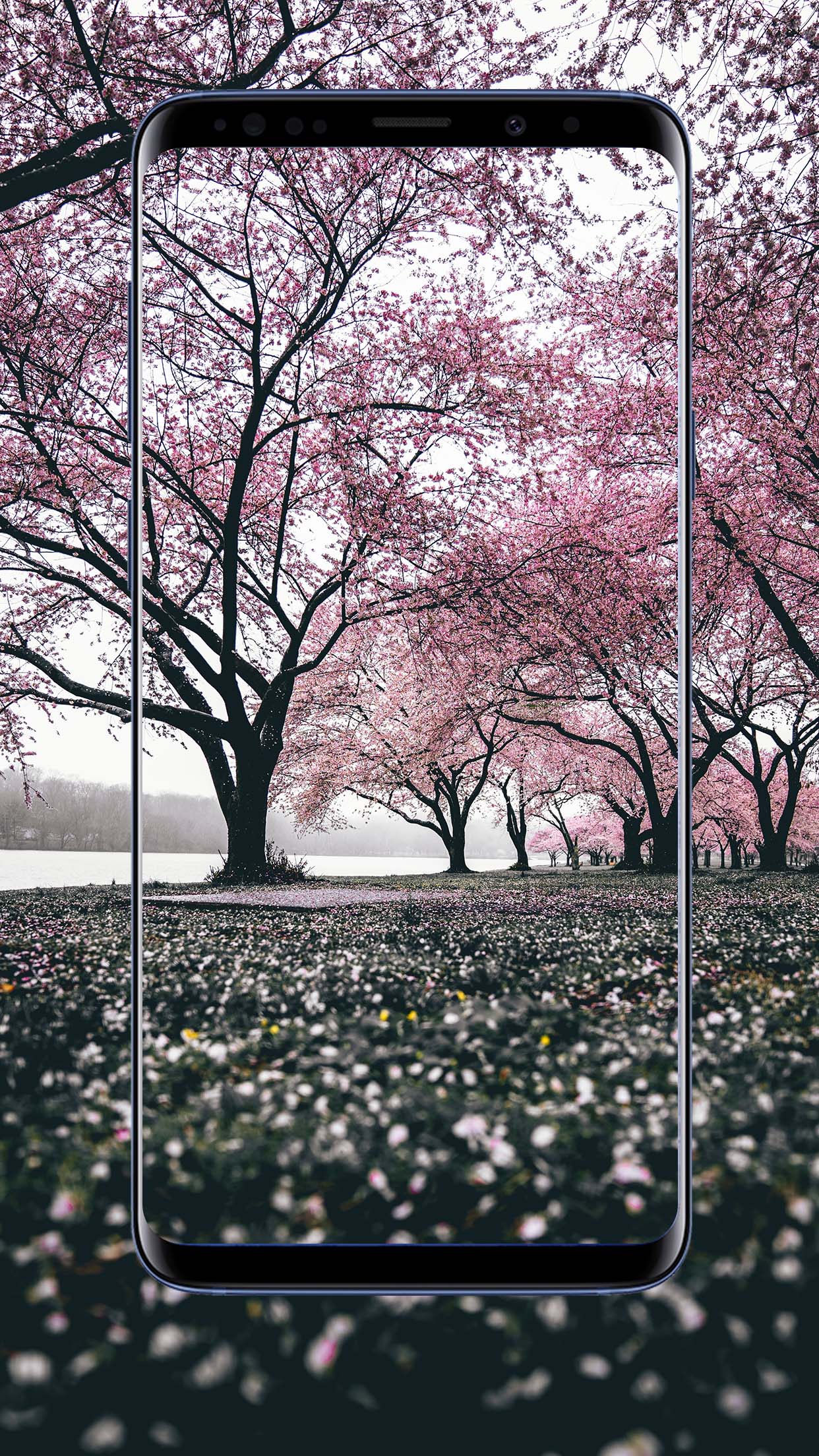 flower sakura wallpapers