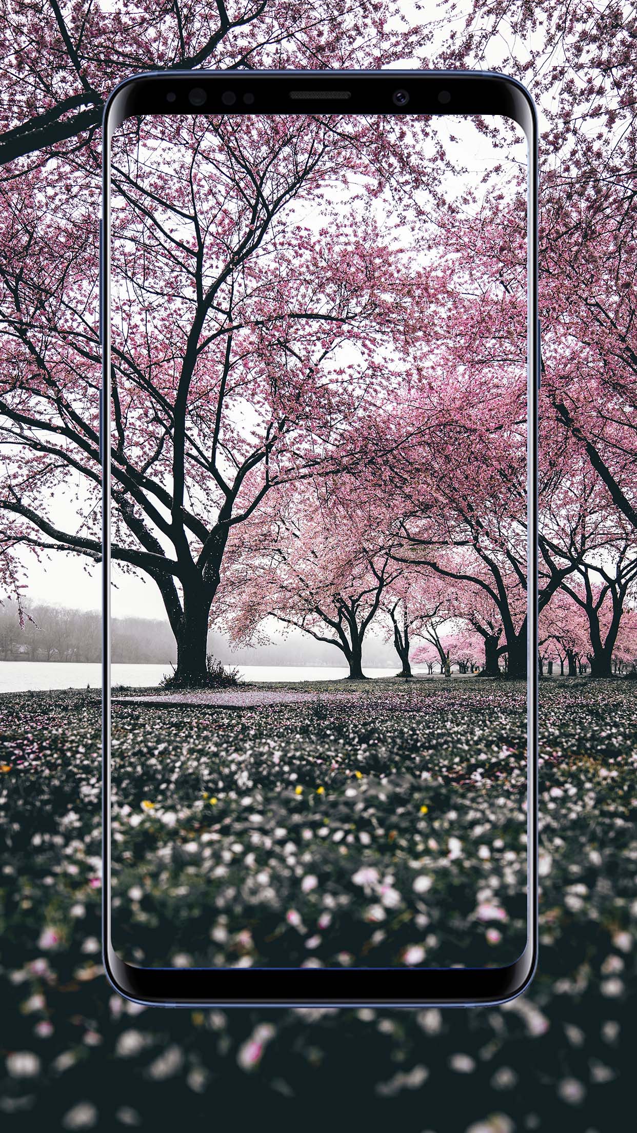 Sakura Flower Wallpapers