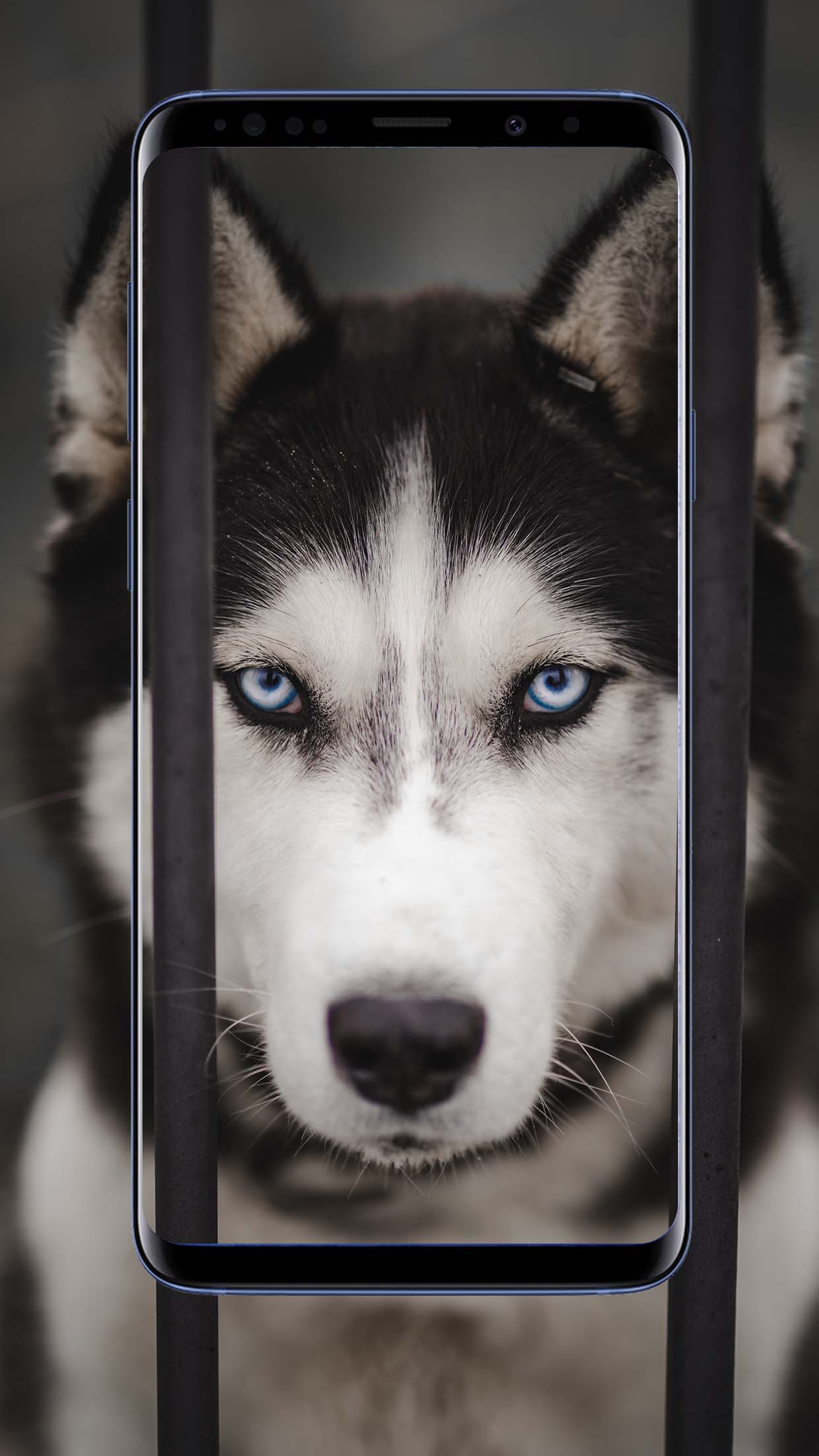 Siberian Husky Wallpapers and Backgrounds