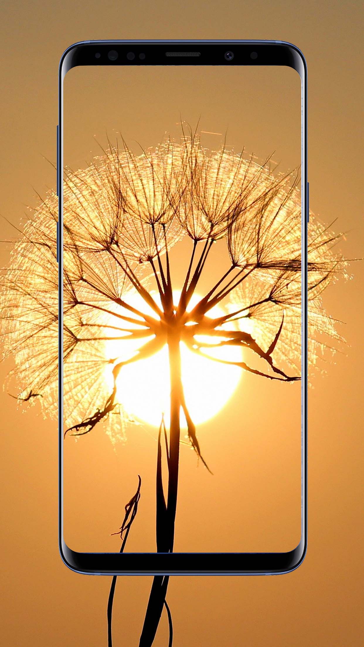 Sun Wallpapers and Backgrounds