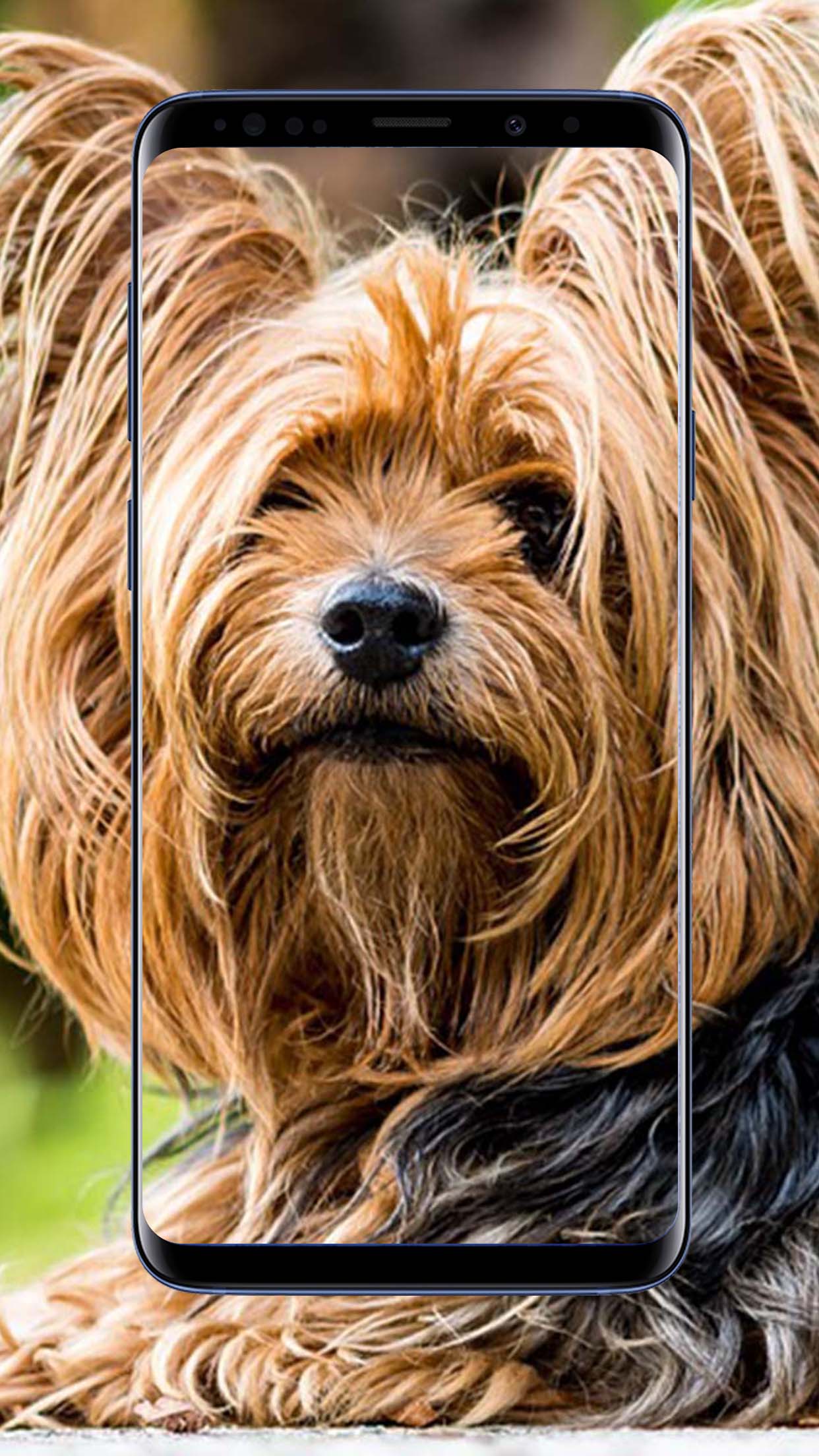 Yorkshire Terrier dogs Wallpaper