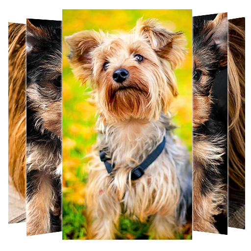 Yorkshire Terrier dogs Wallpaper