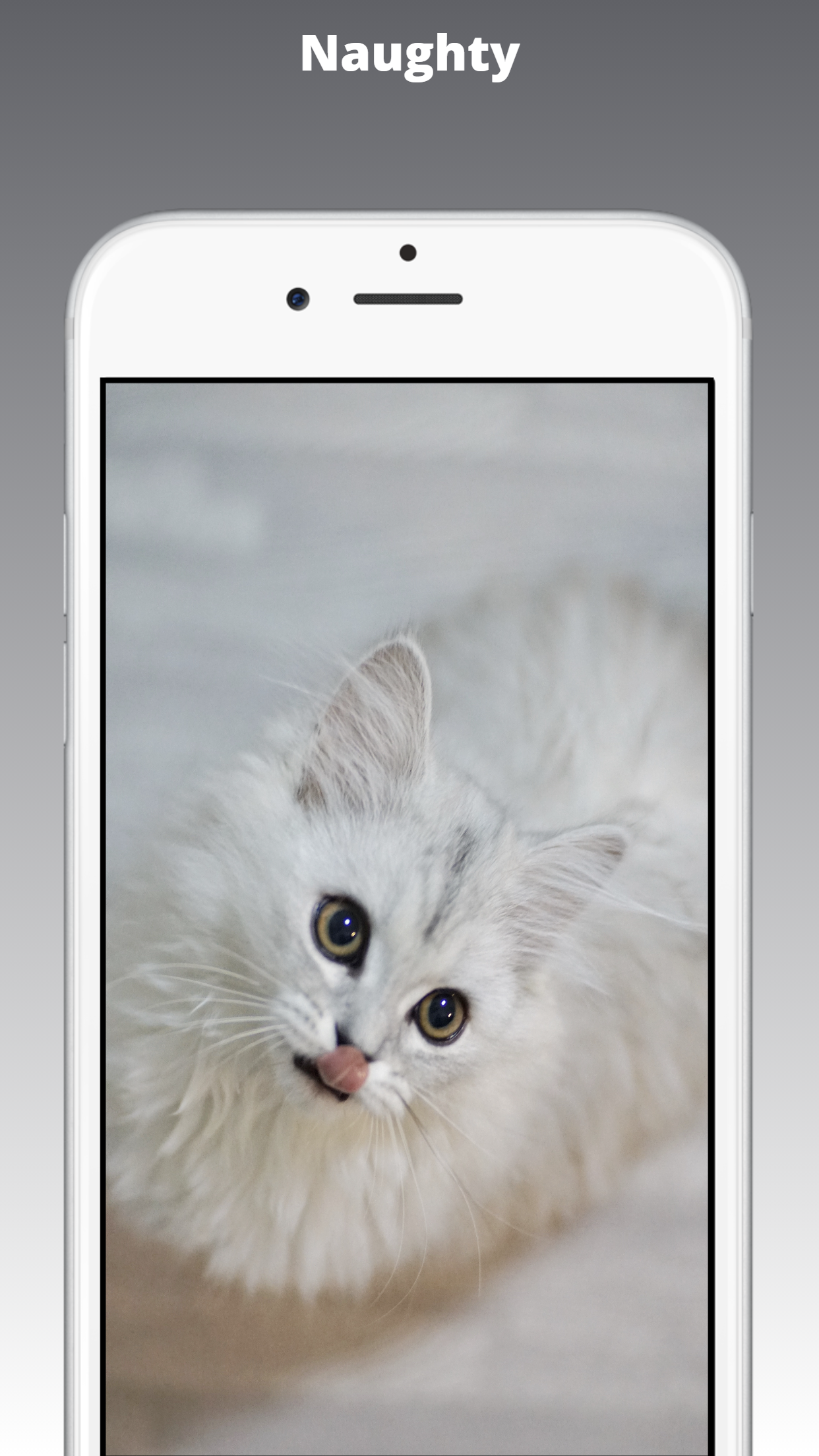 Kitten Wallpaper HD