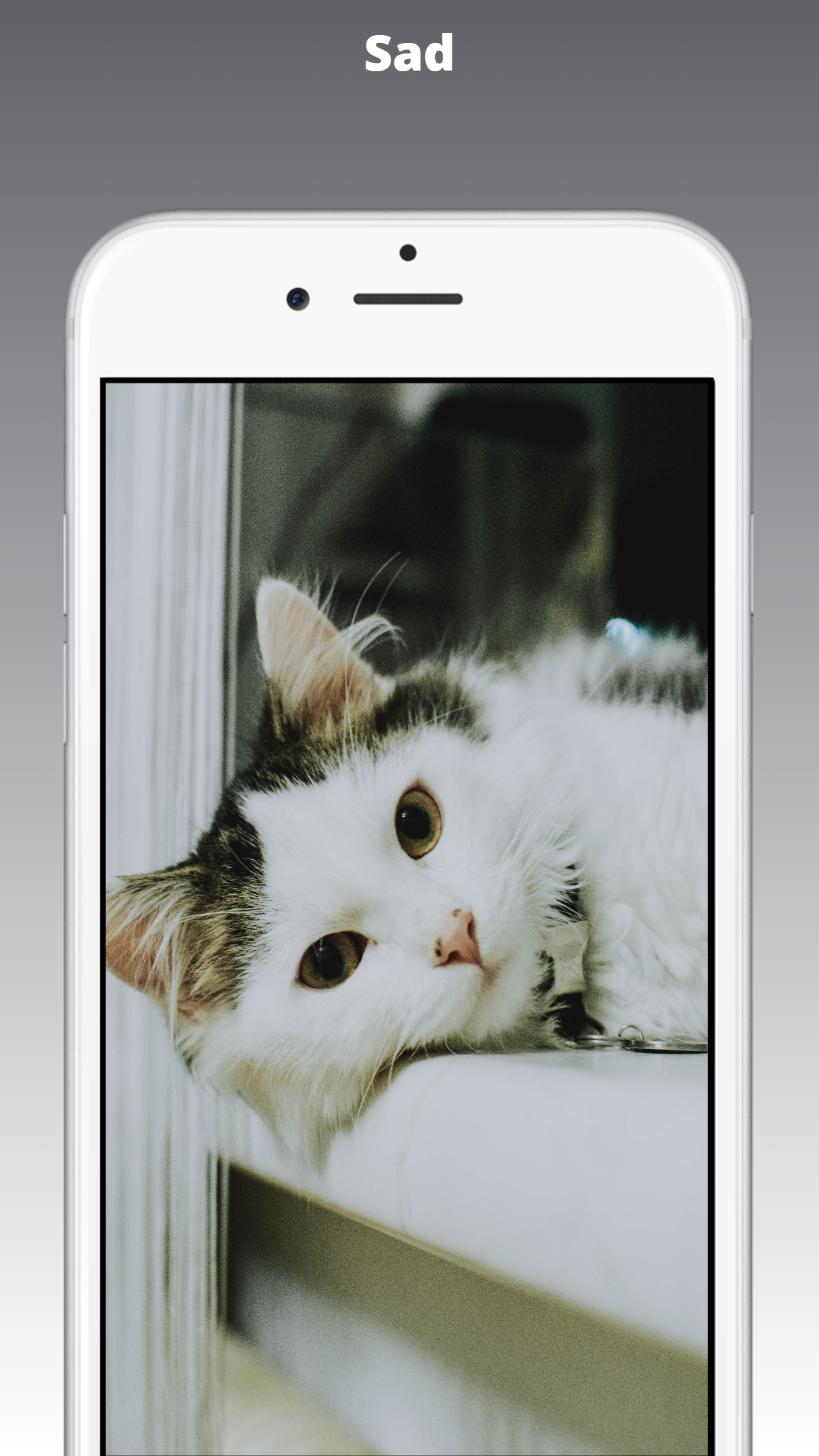 Kitten Wallpaper HD