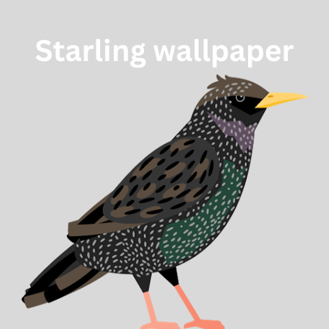 Starling Wallpapers