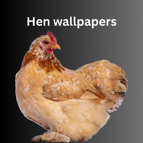Hen wallpapers