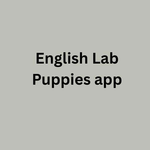 English Lab Puppies
