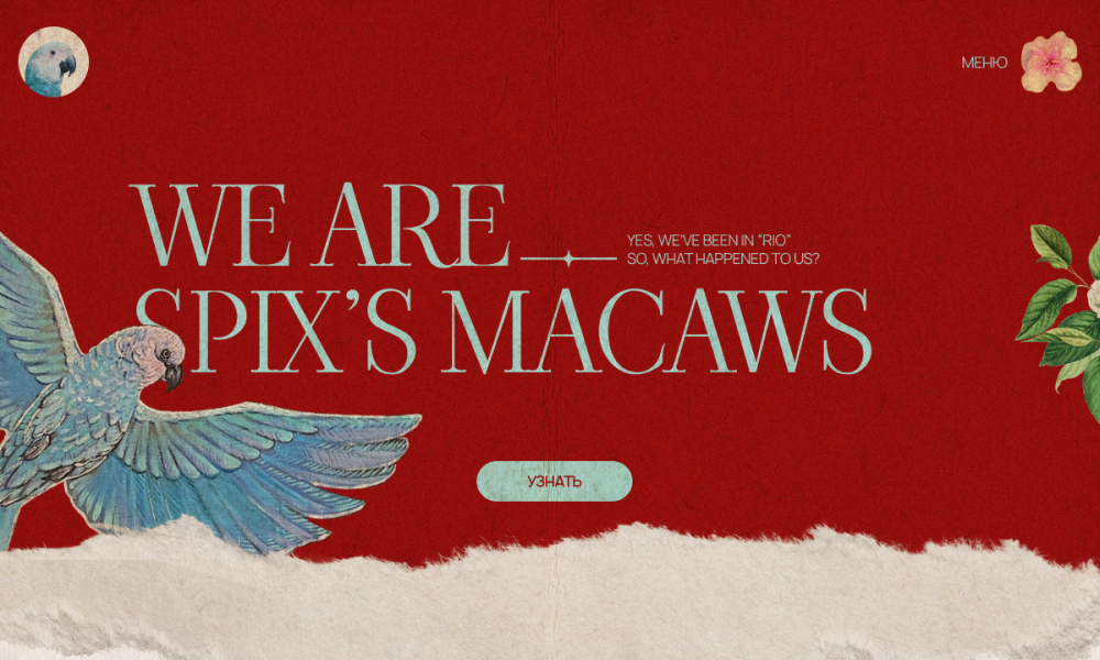 Spix's macaws