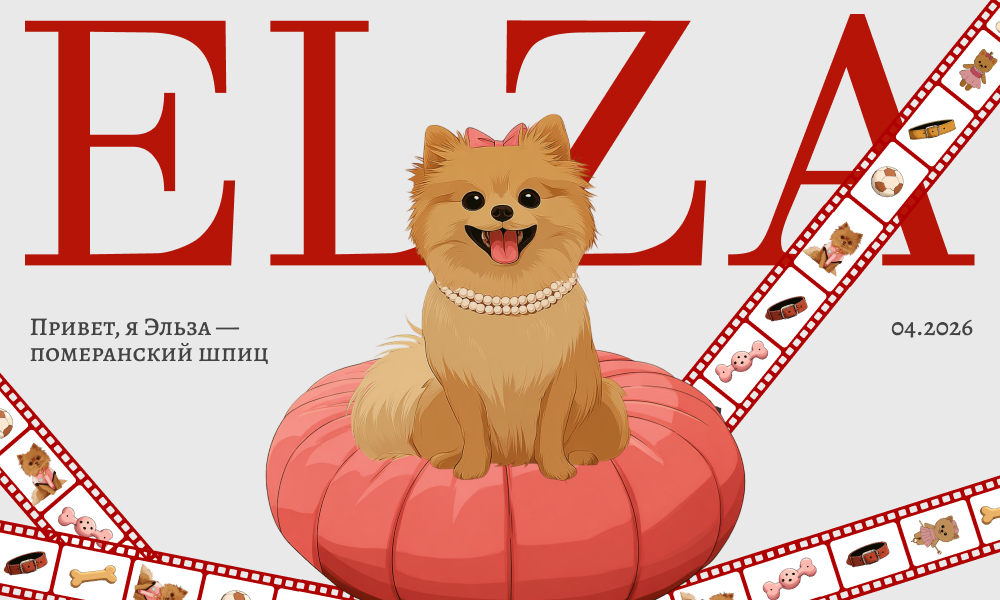 Elsa is a Pomeranian Spitz