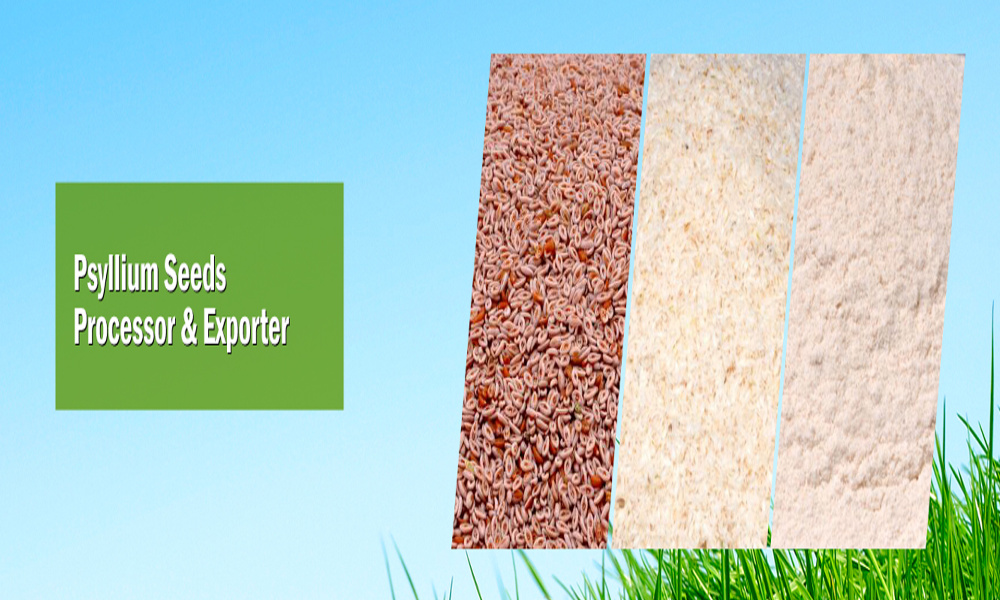 Gayatri Psyllium Industries